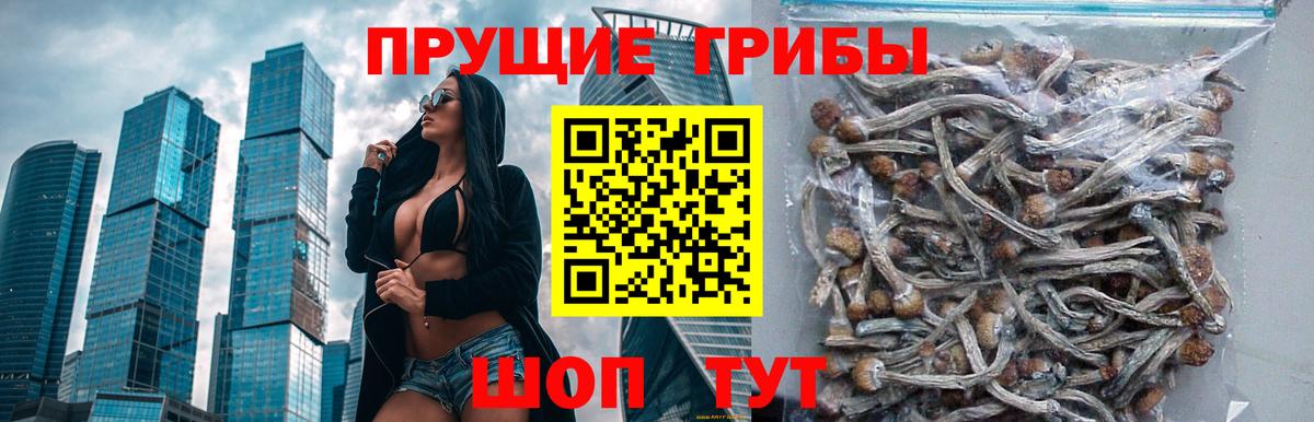 Вятские Поляны  Галлюциногенные грибы MAGIC MUSHROOMS  Вход с VPN 